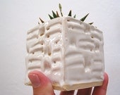 Spring Cube planter - perfect for cuttings, succulent or cactus