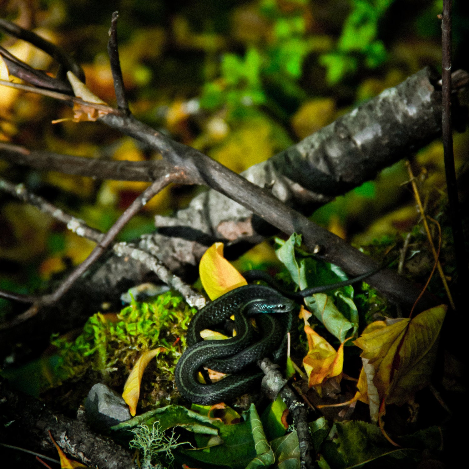 Snake 2