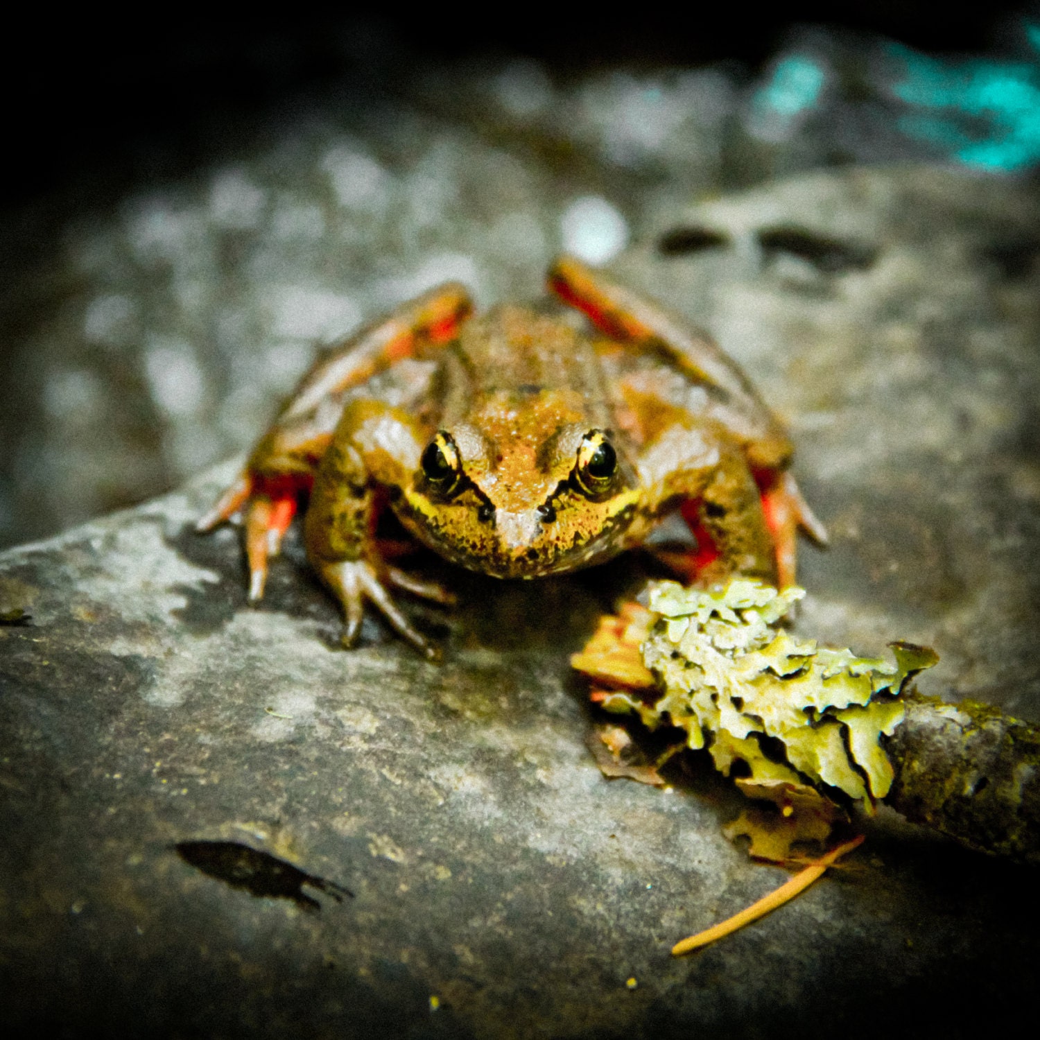 Frog