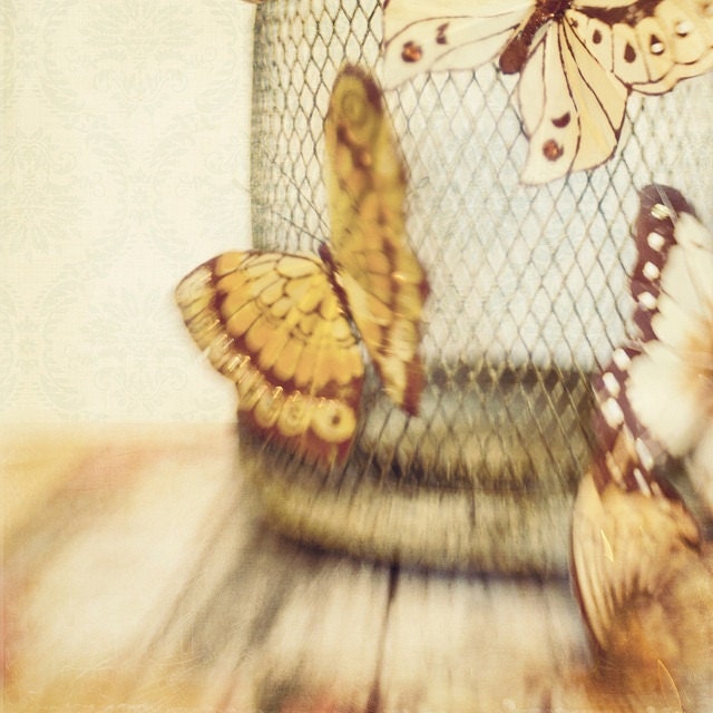 Fine Art Photography Whimsical Butterflies and Rustic BIrdcage 8x8 Print Modern Wall Decor Home Decor