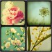Flower Photography - TTV Flowers Print Set - Botanical Decor, Vintage Style Wall Decor, Pastel, Spring Floral Collection, Feminine, Romantic