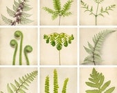 8x8 Fern Art Set, Botanical Prints, Nature Photography, Fine Art Photos, Fern Art, Woodland Decor, Nature Photo Set, Fine Art Prints