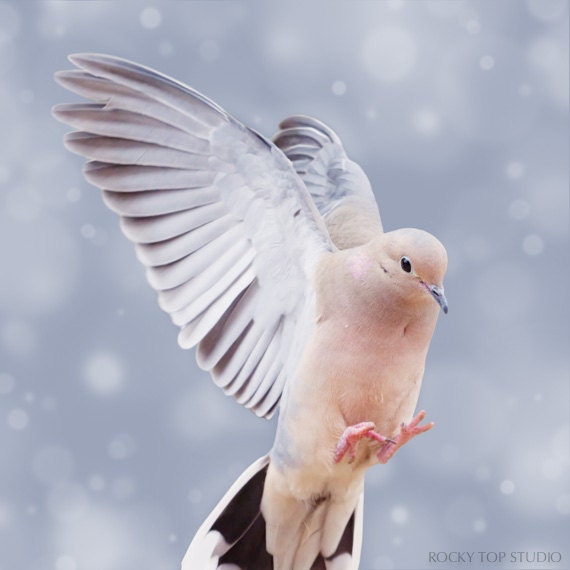 Winter Bird Print, Fine Art Photo, Woodland Animal Art Print, Bird Photography, Bird Photo, Bird Wall Art, "Mourning Dove No. 4"