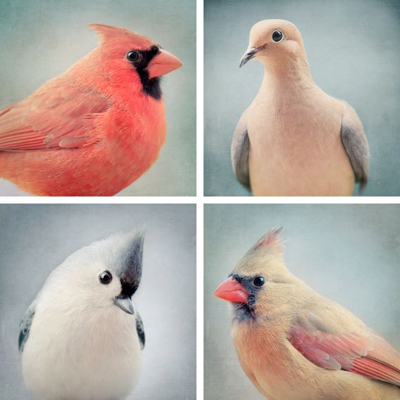 5x5 Bird Photography Print Set, Bird Art Prints, Cute Animal Wall Art, Bird Photos, Fine Art Photos, Animal Art Prints, Bird Wall Art