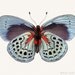 Butterfly Art, Nature Photography, Dusk Blue Butterfly Photo, Animal Art Print, Wall Art, Nature Wall Decor, Animal Photography, Still Life