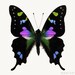 Butterfly Art, Nature Photography, Colorful Butterfly Photo, Animal Art Print, Wall Art, Nature Wall Decor, Still Life Fine Art Photograph