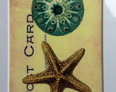 Nautical,  Star Fish, Shell, Print, Vintage Postcards,  Advertisment