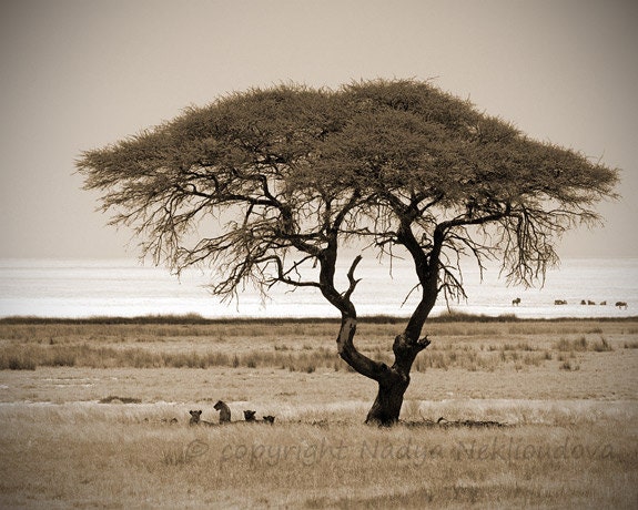 Savannah Tree with Lions - SEPIA photo print 8x10 inches (20x25cm) - African safari fine art nature landscape photography