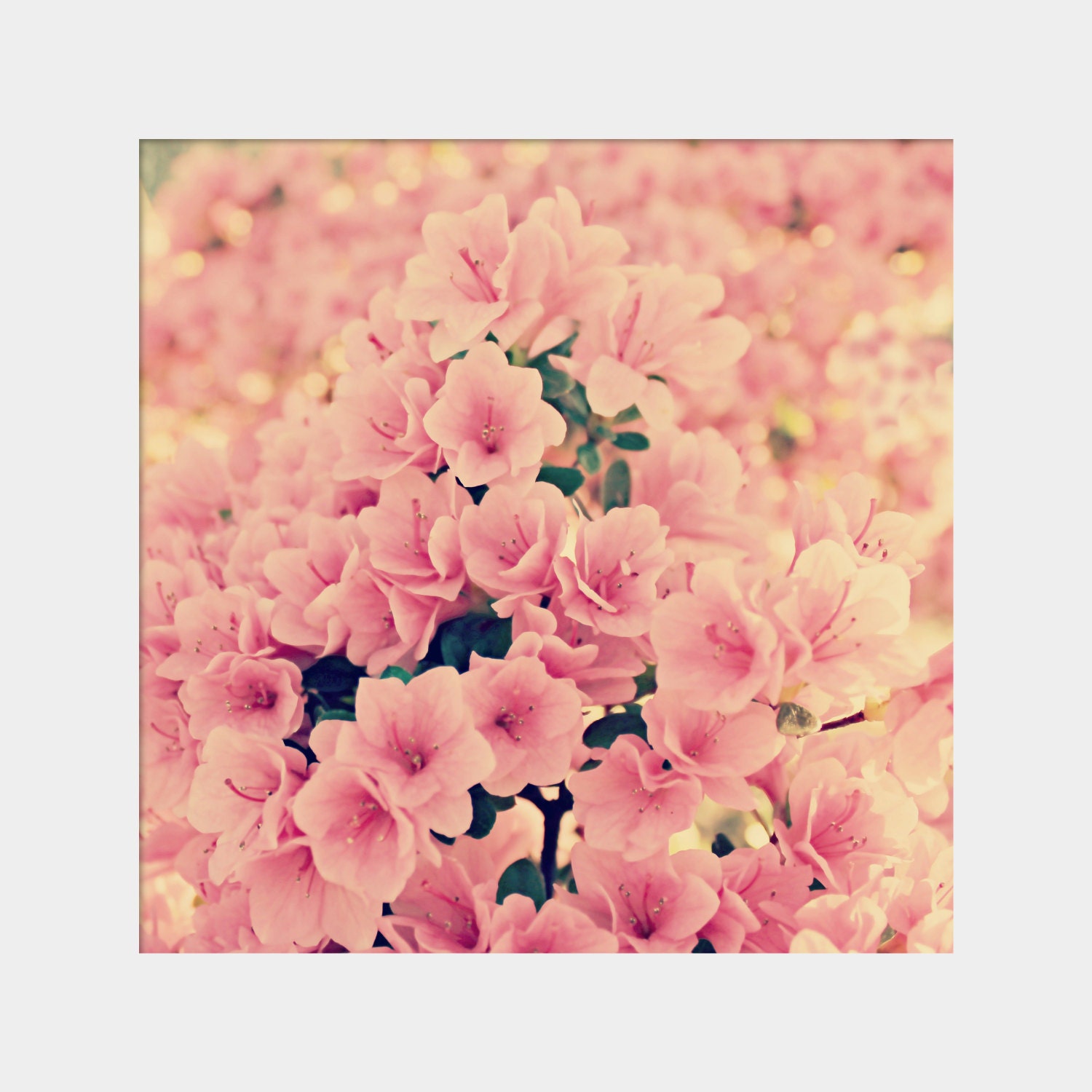 Pink Blossoms: square floral fine art photograph print with pink azalea flowers in pale pastel pink and green (delicate, feminine, girly)