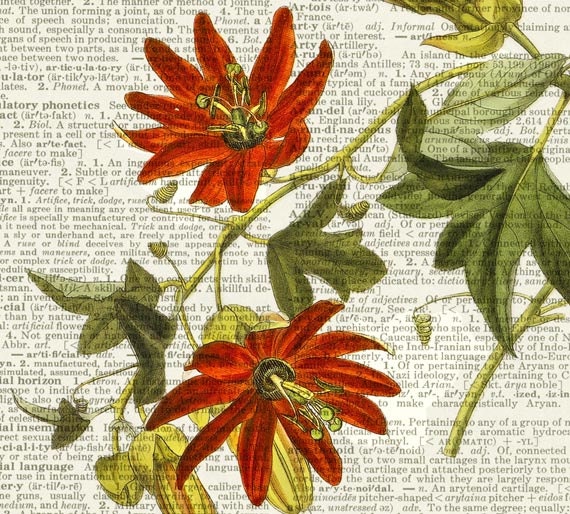 passion flower - vintage artwork printed on page from old dictionary