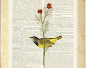 Audubon Bird -  Warbler artwork printed on vintage dictionary page