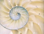 Beautiful Beach Inspired Shell Photograph - Nautilus - 8x10