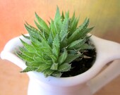 Cream please - Succulent potted plant in Creamer Pitcher