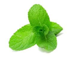 Fresh Spearmint Candle Soap 2 Oz Fragrance Oil