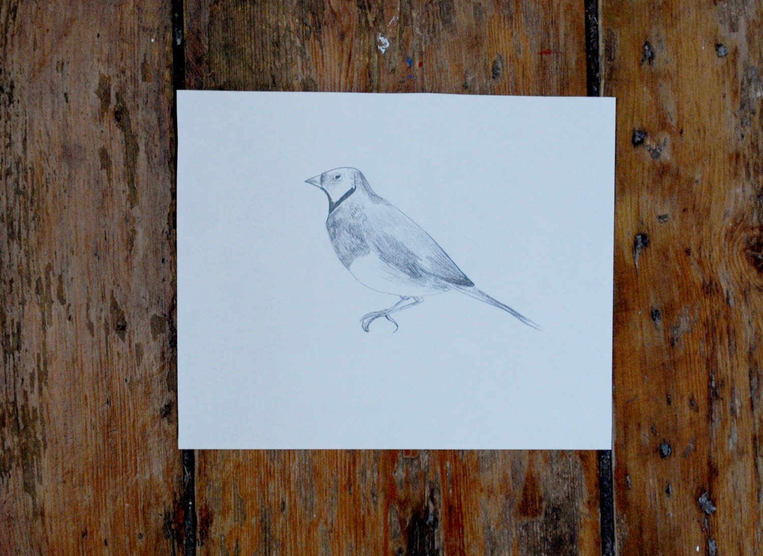 Finch