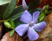 Periwinkle Flower Essence-Wisdom to move Forward