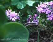 Timid Monsters in the Wild - Ruberick - 5x7 Photography Print