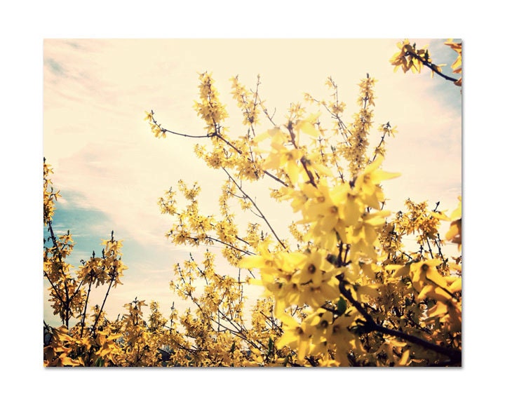 Nature Photography, 8x10 Print, Yellow Blossoms Photograph, Vintage Color, Spring Flowers, Tree, Blue Sky,Home Decor, Wall Art