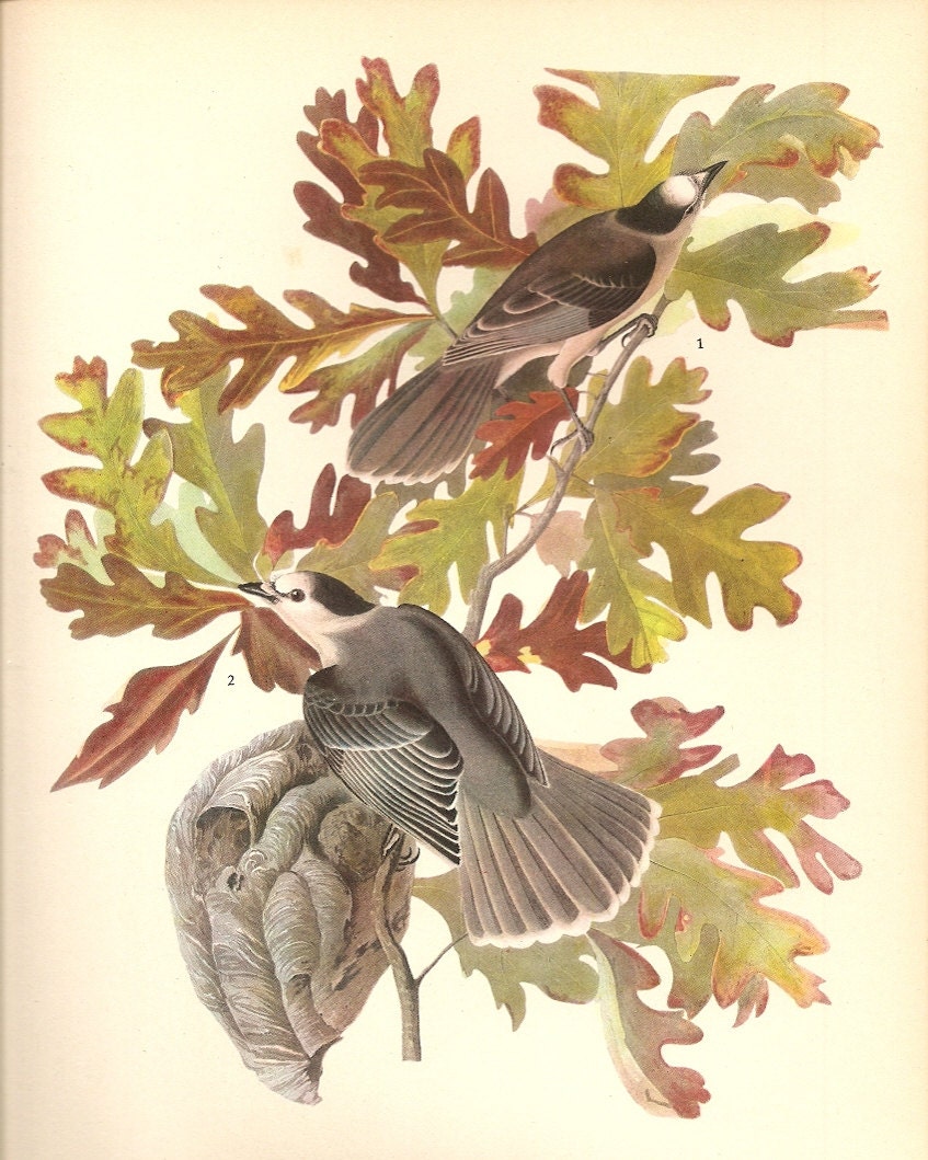 Old 1937 John James Audubon The Birds Of America Book Plate CANADA JAY   (107)