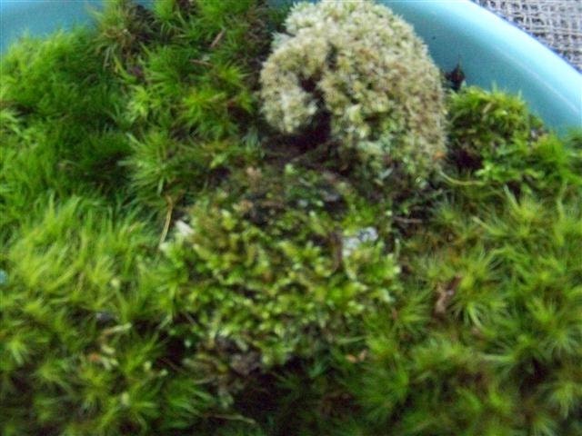 Medium Box Green Forest Variety Fairy Live Moss North Carolina Nature Miniature Landscape Terrarium Sampler