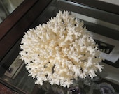 Natural Lace Coral