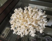 Natural Lace Coral