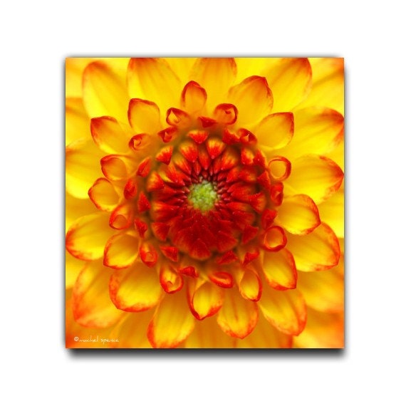 Orange Chrysanthemum Print 10X10 ...Affordable Home Photography Prints Nature Photography Nature Lover Woodland Scene Flower Botany Print