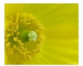 Yellow Poppy Flower Photograph 11X14... Home Photography Prints Nature Photography Nature Lover Woodland Scene Flower Botany Print
