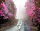 Art, Nature, Woodland, Spring, Ferns , Birches, Photography,  Springtime Photo,  Painted Photographs, Fine Art Print,  Home Decor, Wall Art