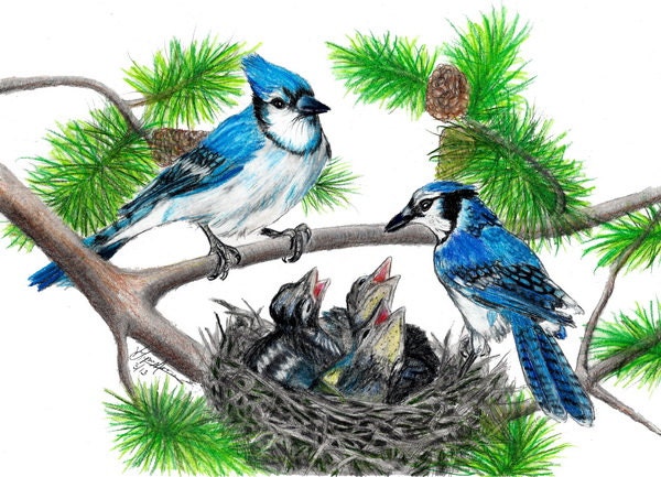 Blue Jay Family