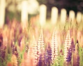 Nature photography, pastel shades, lavender, pink lupins, purple, summer flowers, soft home decor feminine shades - Pastel Summer