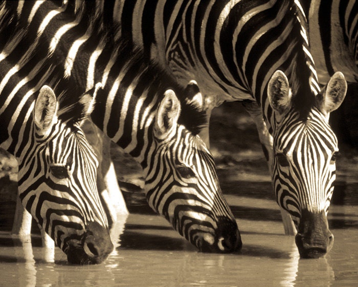Zebra photograph, African art, wildlife photography, stripes, lines, pyjamas, sepia, black and white, drinking, water, nature print