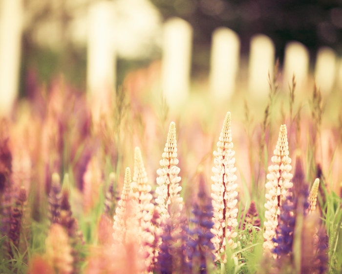 Nature photography, pastel shades, lavender, pink lupins, purple, summer flowers, soft home decor feminine shades - Pastel Summer