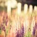 Nature photography, pastel shades, lavender, pink lupins, purple, summer flowers, soft home decor feminine shades - Pastel Summer