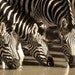 Zebra photograph, African art, wildlife photography, stripes, lines, pyjamas, sepia, black and white, drinking, water, nature print