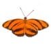 Butterfly photo, banded orange, pumpkin, cirus, black and orange,Dryadula phaetusa, nursery art, animal print, wings