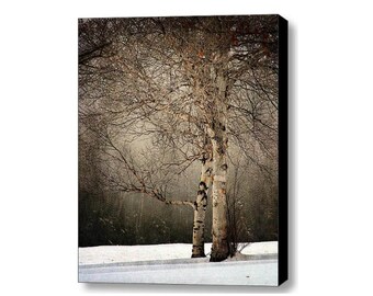 Early Summer Sale 30% birch tree landscape photography 24x30  Fine Art Photograph canvas gallery wrap office decor home decor