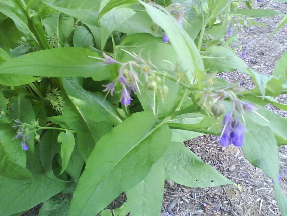 Comfrey Ointment 1 ounce for Wound Care and Rashes