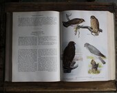 Birds of america book 1940