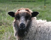 Farm CARDS - OATMEAL - Merino Lamb -  Set of 5 folded with envelopes 5 X 7