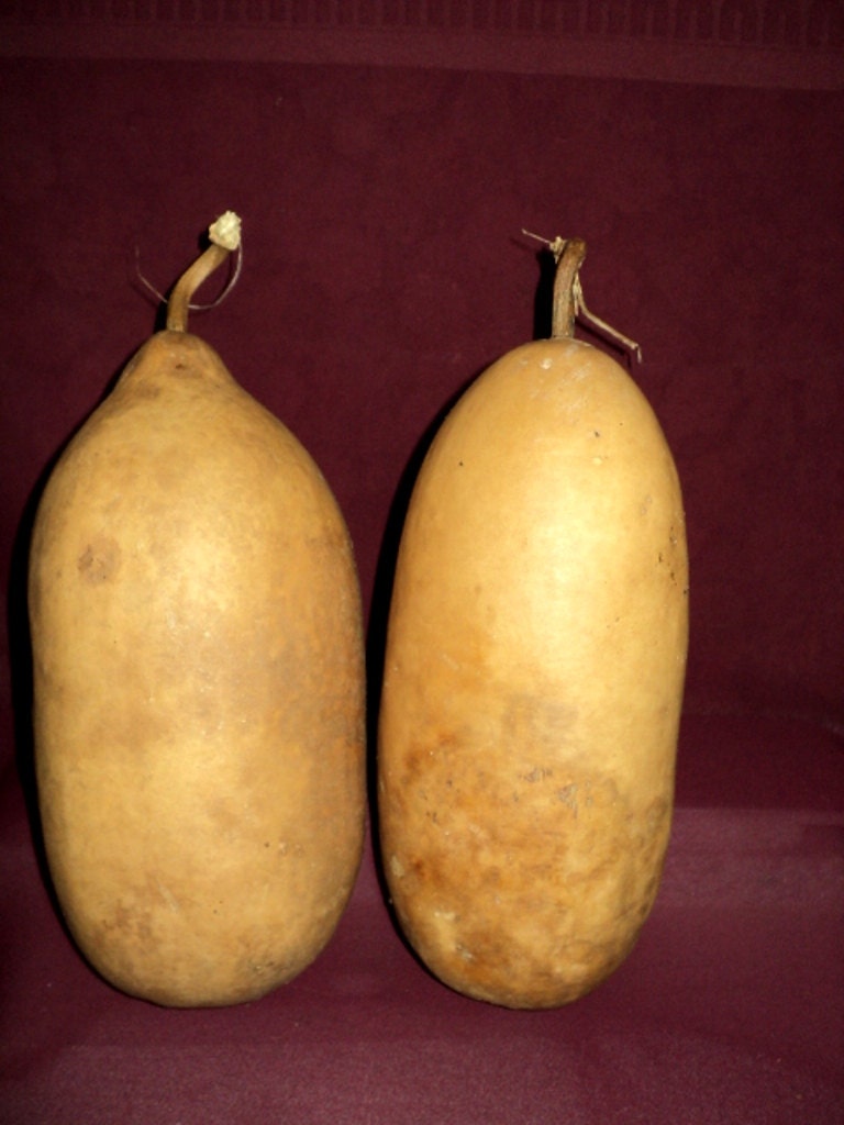 Gourds 2 Heavy Unique Odd Shaped Gourds (Item A2)