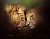 Lion art print painting lioness, leo lion, wildlife,  male lion, Leo astrology, zodiac,