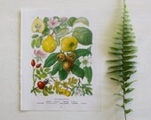 Vintage Botanical Print  - Quince, Medlar, Dog Rose  - 1973