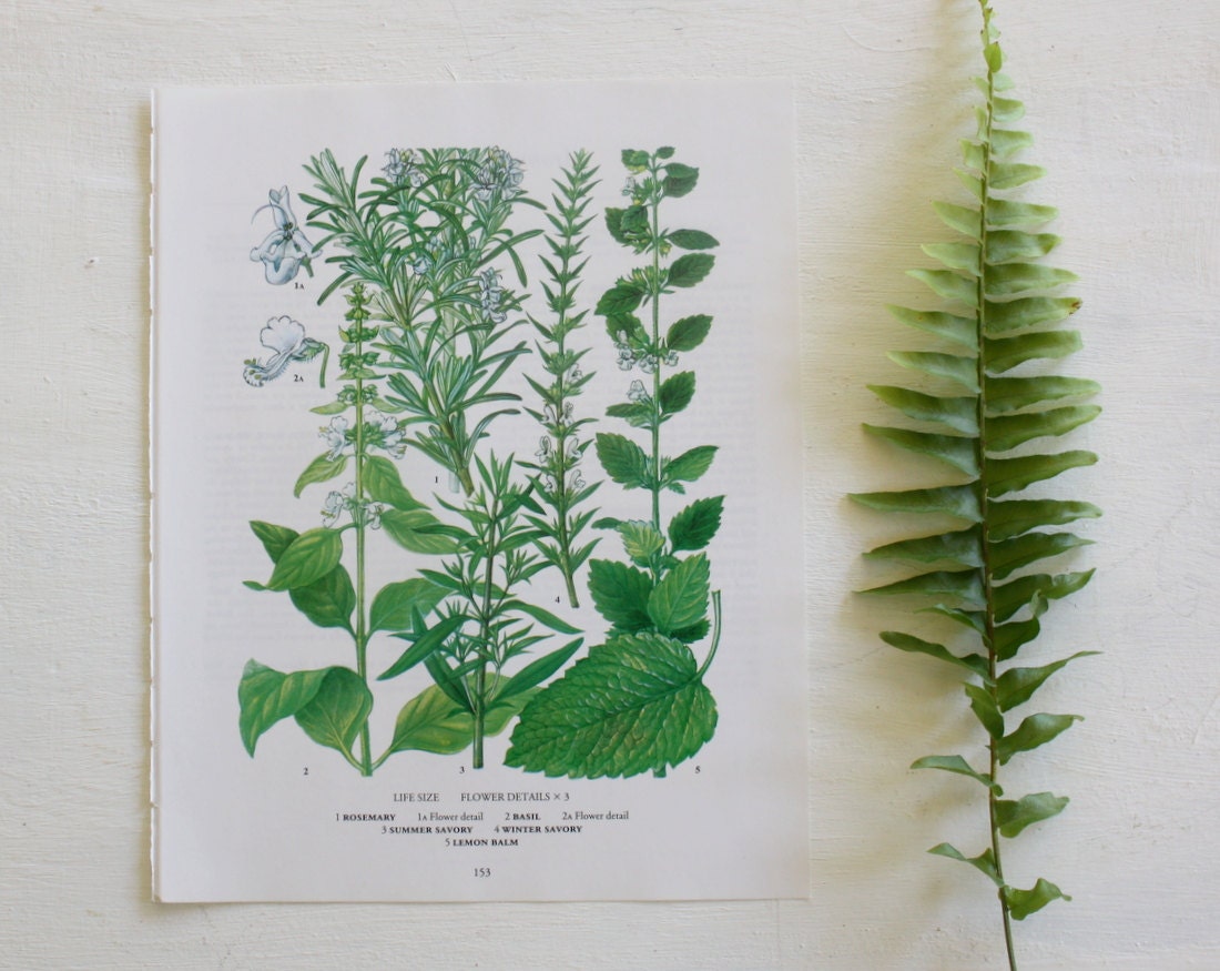 Vintage Botanical Print  - Rosemary, Basil, Savory, Lemon Balm  - 1973 - Herbs