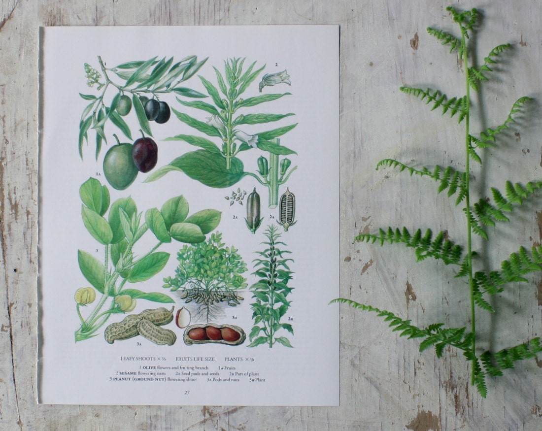 Vintage Botanical Print  - Olive, Sesame, Peanut  - 1973 - Herbs