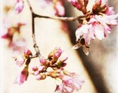 Cherry Blossom Bee