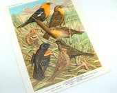 Vintage Bird Print, Bird Portraits In Color, Walter Alois Weber, Yellow Headed Blackbird, Picture  (308-13)