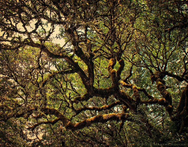 Tree Photography -California Oak -8x10 Print -Mossy Oak -Gold and Green Home Decor Art -Colorado Fine Art Photography