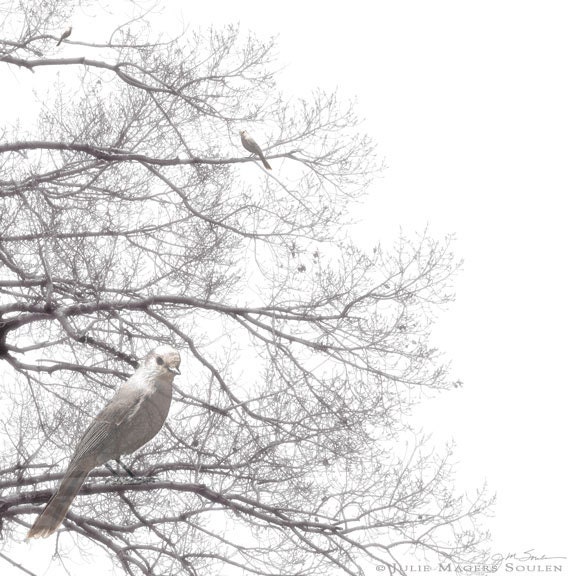 Creative Images Bird Photography -8x8 Print -Black and White -Dreamy Photography -Love Bird Nursery Decor -Sweet Dreams -Gifts for Her