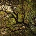 Tree Photography -California Oak -8x10 Print -Mossy Oak -Gold and Green Home Decor Art -Colorado Fine Art Photography